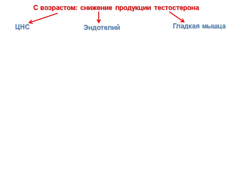 С возрастом: снижение продукции тестостерона ЦНС Эндотелий  Гладкая мышца